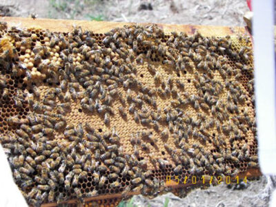 Comparing Commercial and Locally Produced Raw Honey Image